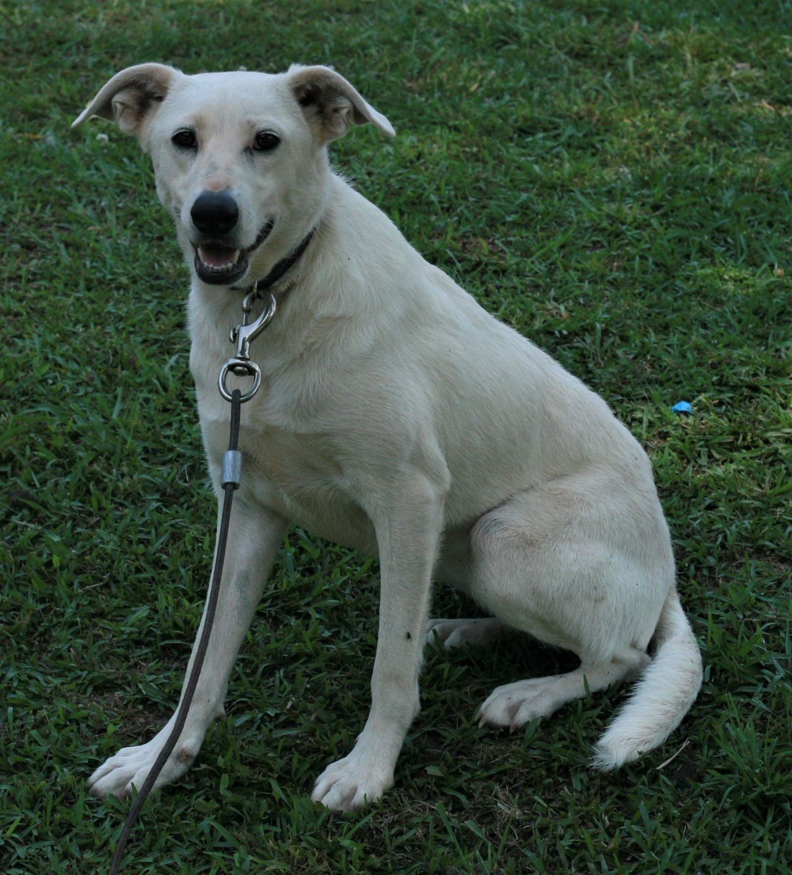 DOLLY - Labrador Retriever / Whippet available for adoption