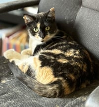 Willow - Photo 2