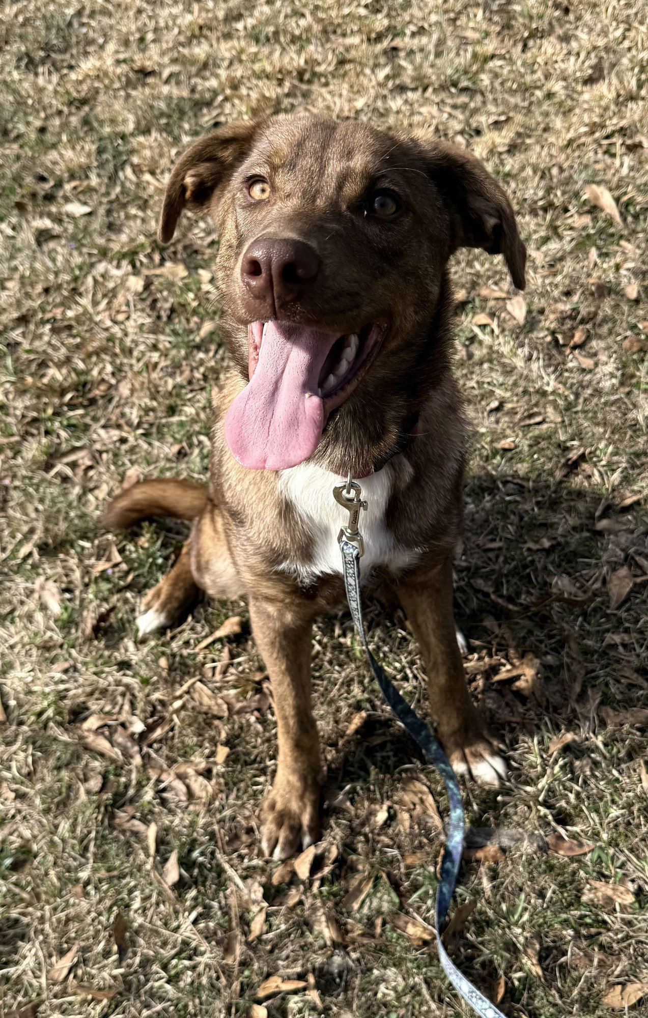 ELLIE