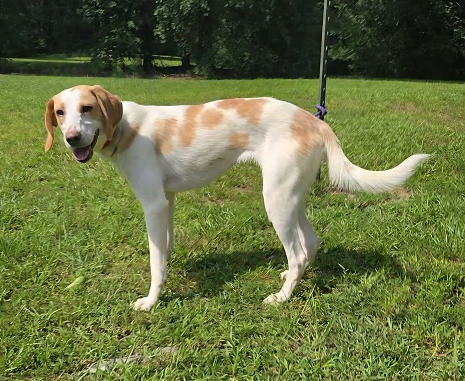 Dustie Image