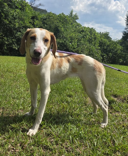 DUSTIE - Brittany / Treeing Walker Coonhound available for adoption