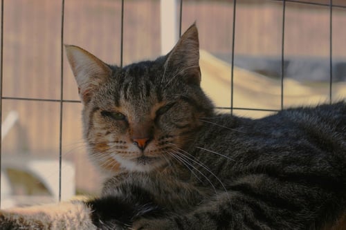 PEPPA - Domestic Medium Hair / Tabby available for adoption