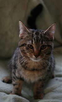 Peppa - Photo 4