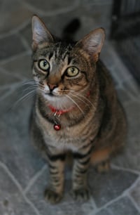 Spicy (Really a Sweetie!) - Photo 1
