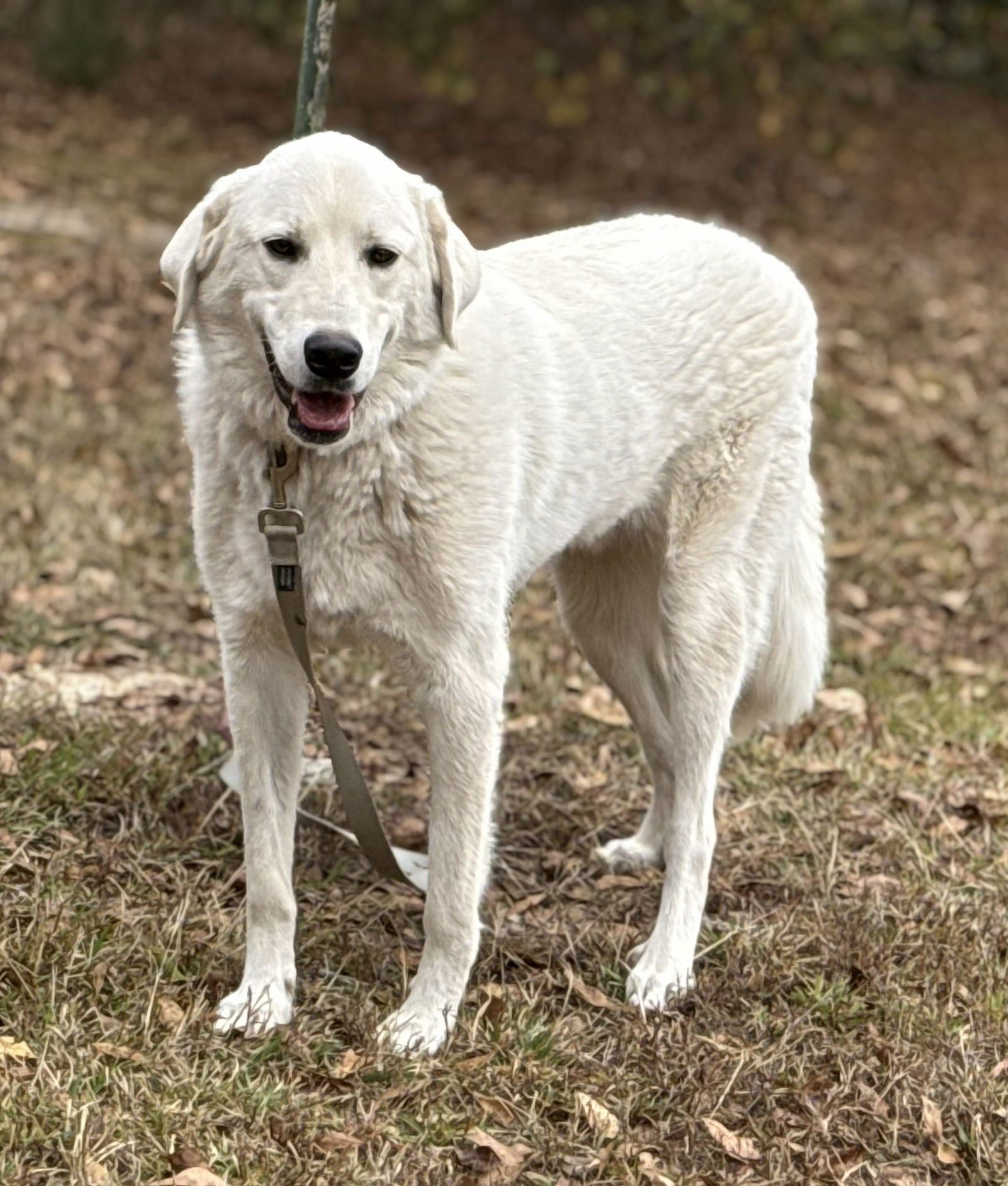DOUG - Great Pyrenees / Labrador Retriever available for adoption
