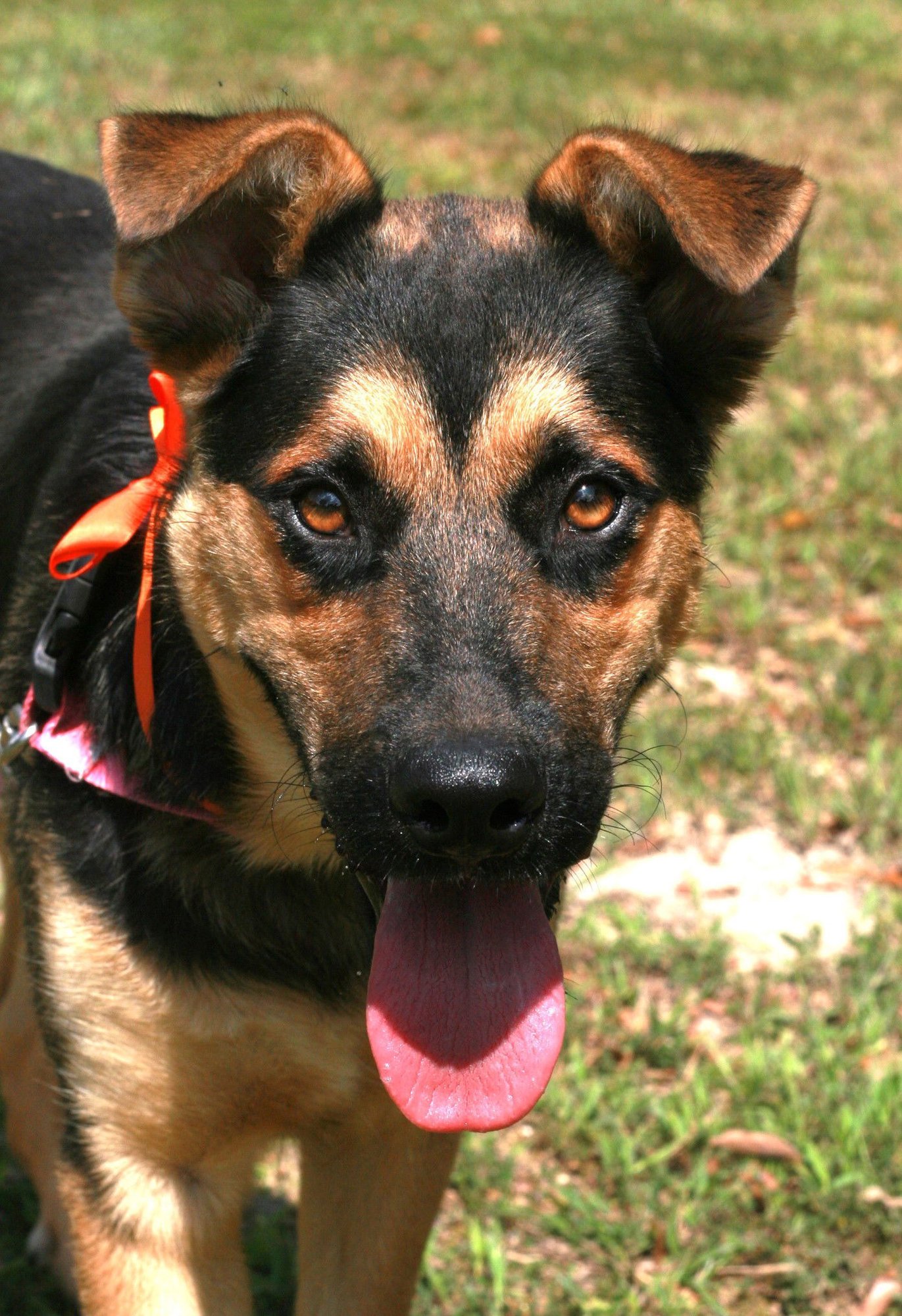 VERITY - German Shepherd Dog / Australian Cattle Dog/Blue Heeler available for adoption