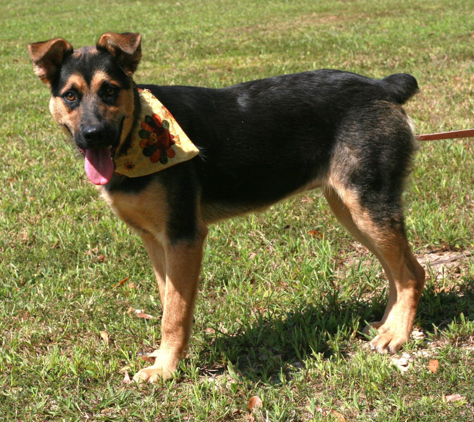 VERITY - German Shepherd Dog / Australian Cattle Dog/Blue Heeler available for adoption