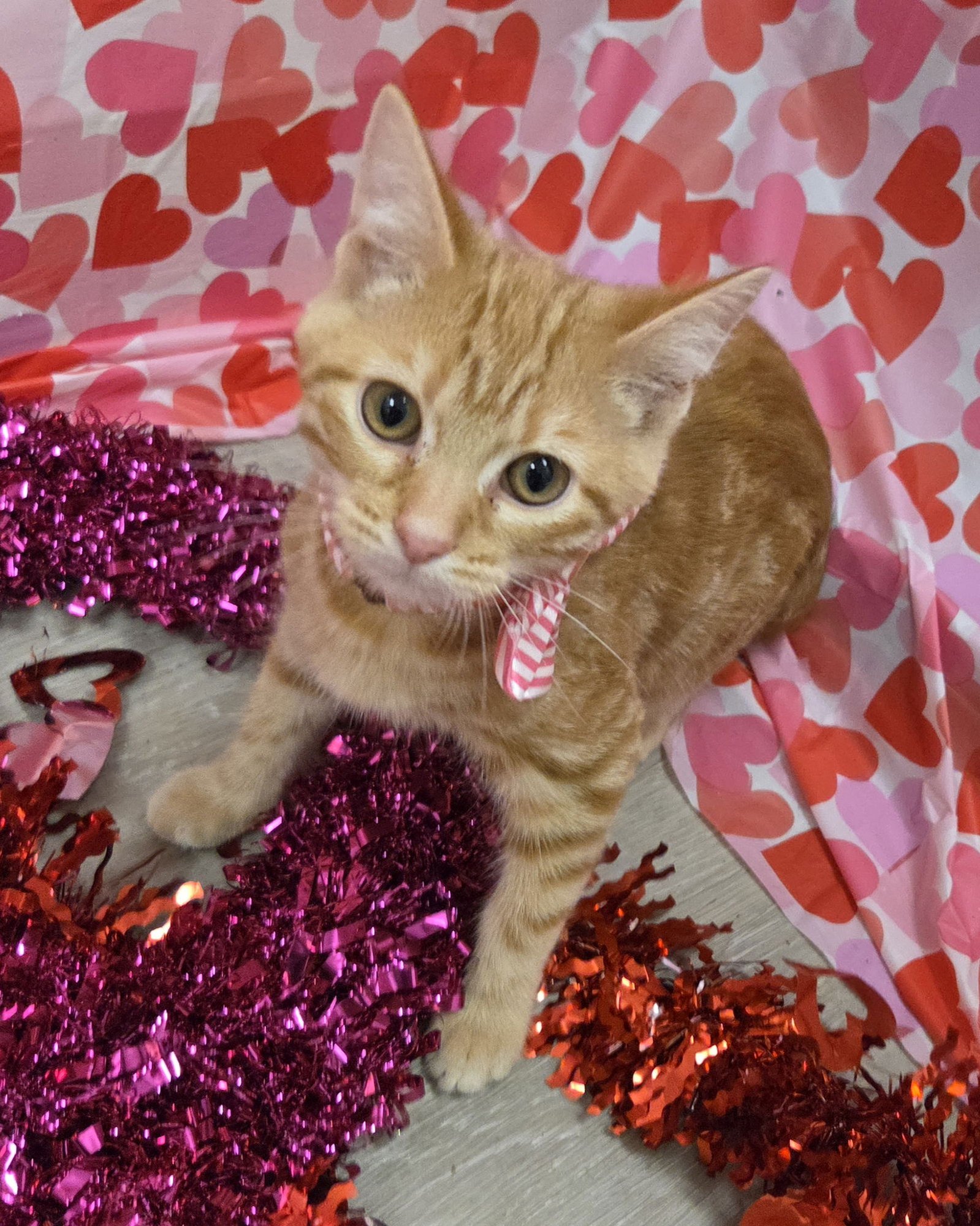 HERCULES - Domestic Short Hair / Tabby available for adoption