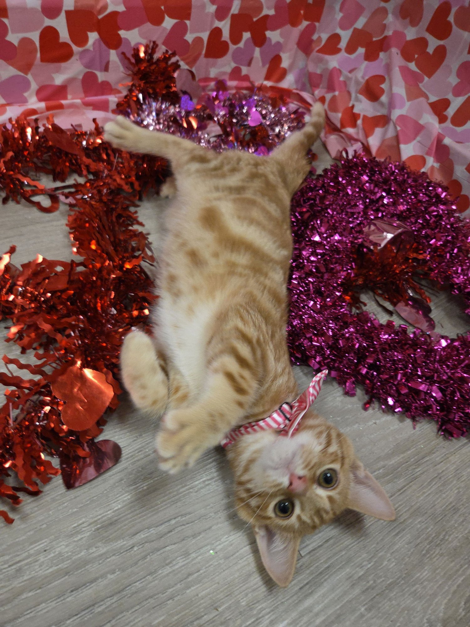 HERCULES - Domestic Short Hair / Tabby available for adoption