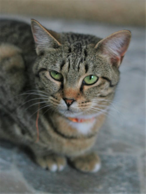 STEVELLA - Domestic Short Hair / Tabby available for adoption