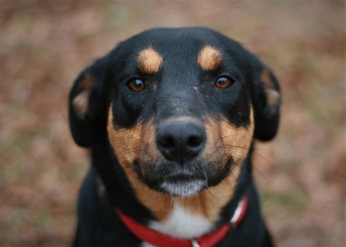 BUBBLES - Greater Swiss Mountain Dog / Labrador Retriever available for adoption