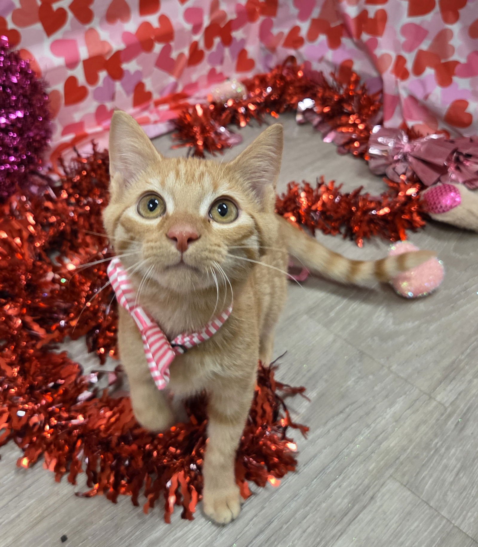 HARVEY - Domestic Short Hair / Tabby available for adoption