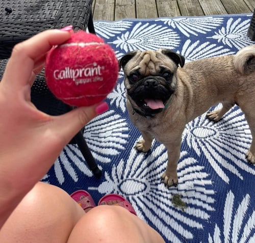 SAMMY - Pug available for adoption