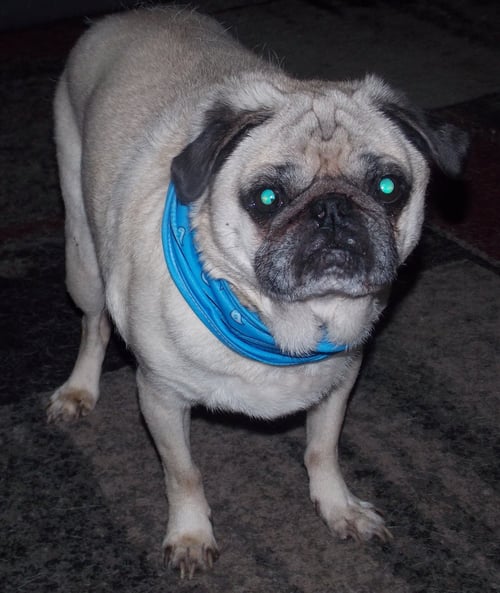 MARTY - Pug for adoption in Carmel