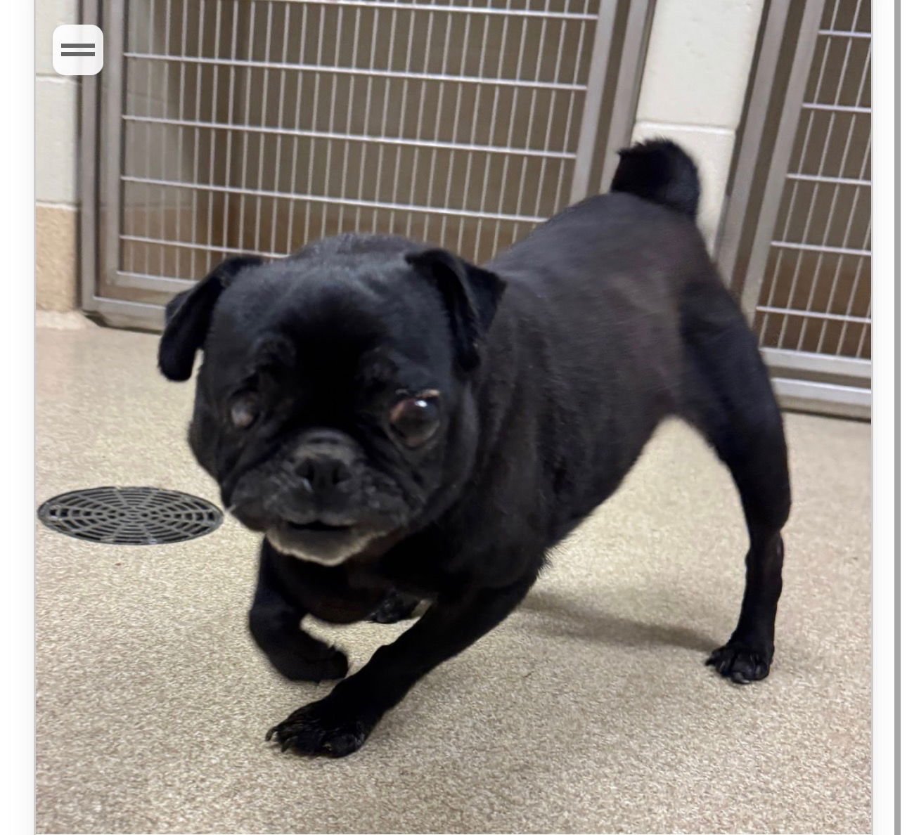 JUNE - Pug available for adoption