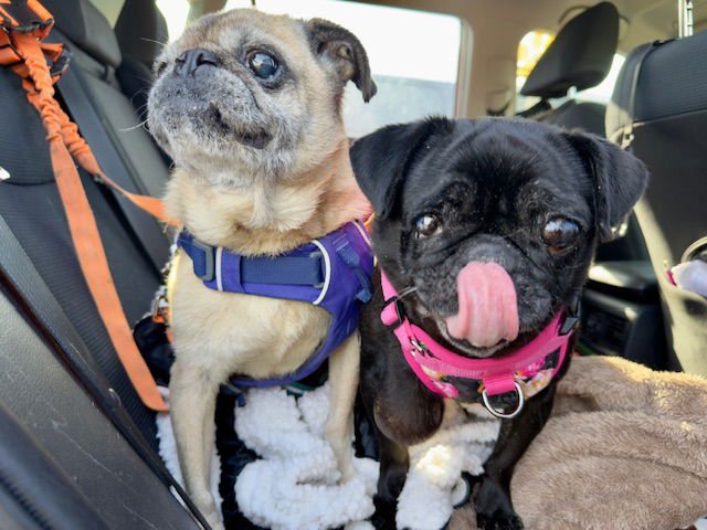 JUNE - Pug available for adoption