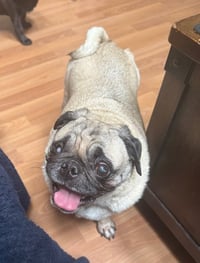 Cookie - Photo 1
