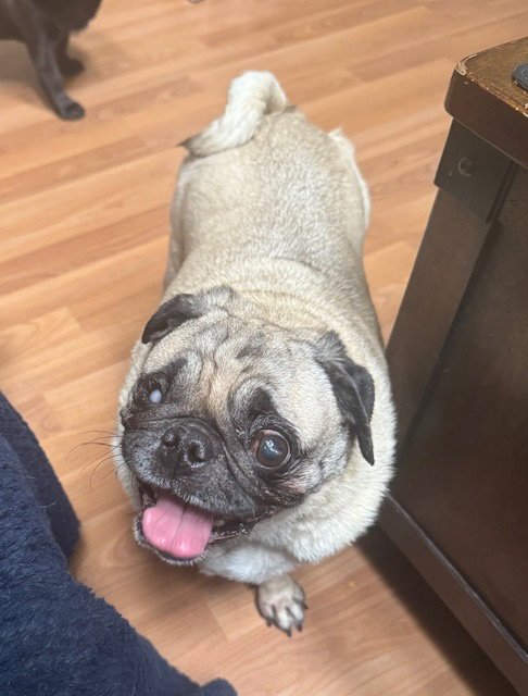 COOKIE - Pug for adoption in Carmel