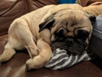 Cookie - Photo 3