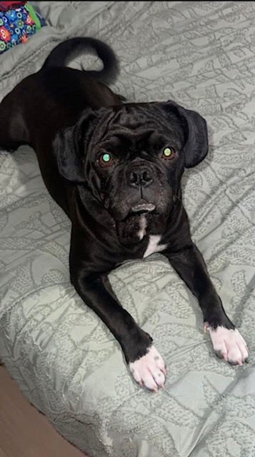 FREYA - Pug / Boxer available for adoption