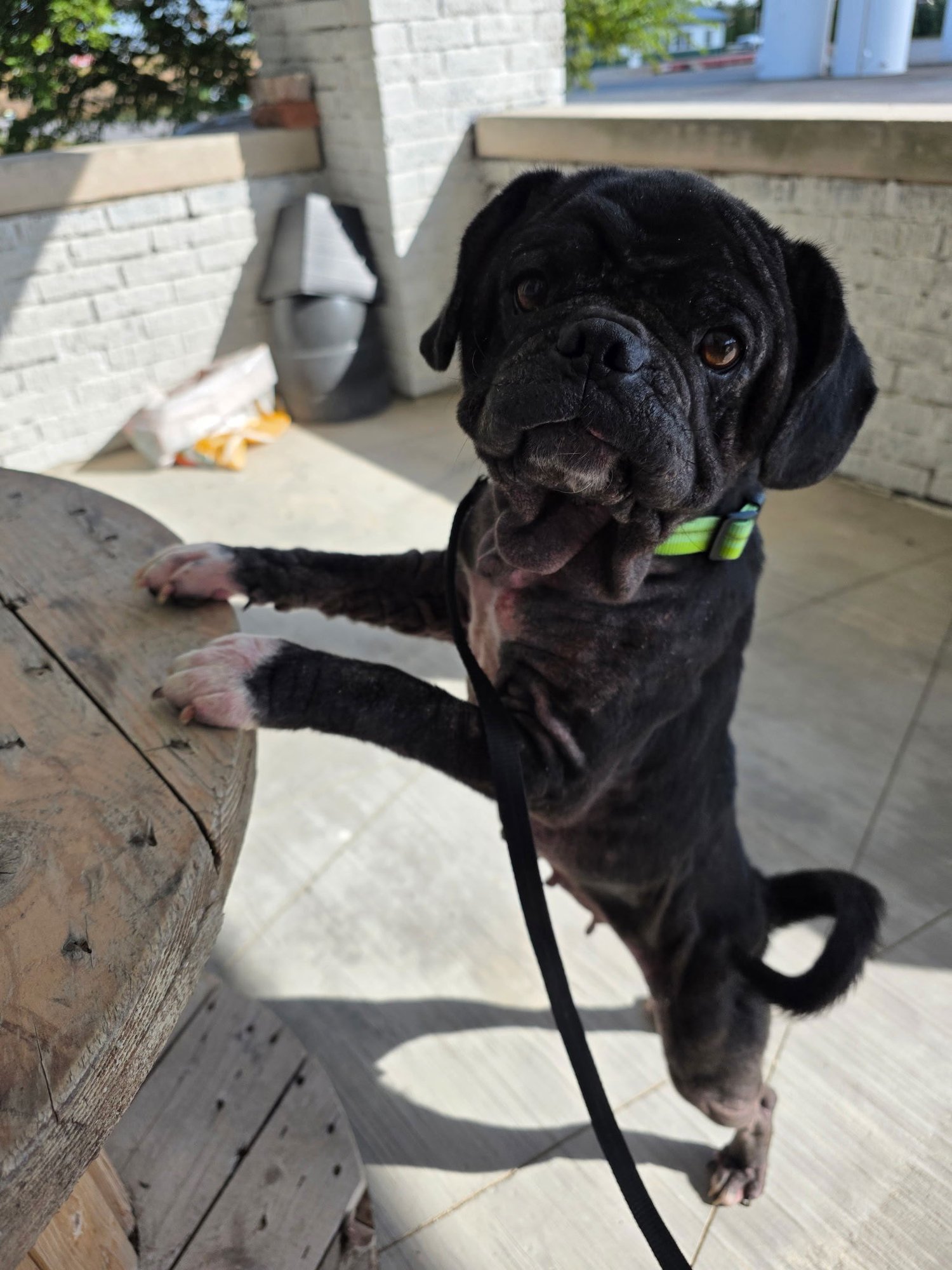 FREYA - Pug / Boxer available for adoption