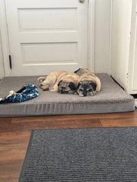 Milo - Photo 6