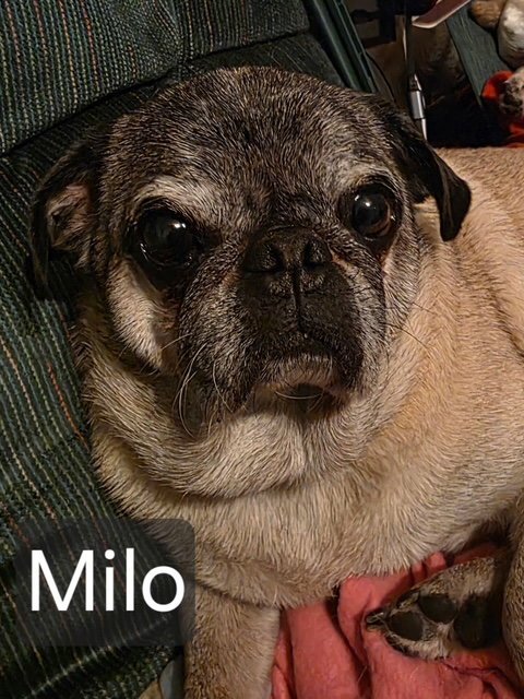 Milo Image