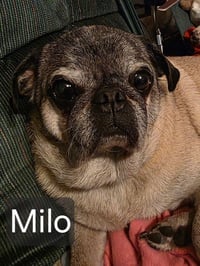 Milo - Photo 1