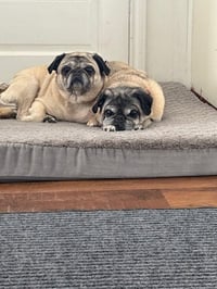 Milo - Photo 8