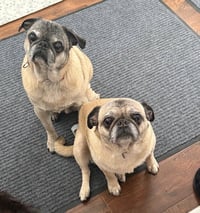 Milo - Photo 7
