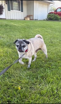 Milo - Photo 4