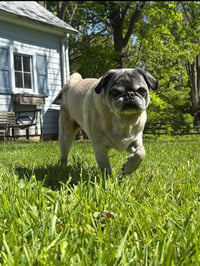 Milo - Photo 2