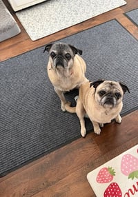 Milo - Photo 3