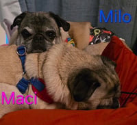 Milo - Photo 5