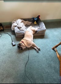 Milo - Photo 9