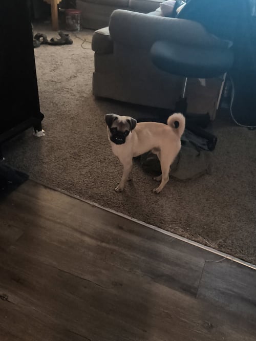 LINUS - Pug available for adoption