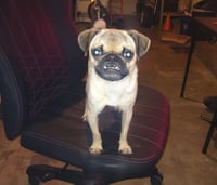 Linus - Photo 3