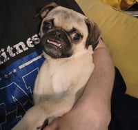 Linus - Photo 6