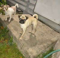 Linus - Photo 4