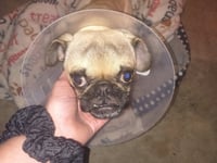 Linus - Photo 5