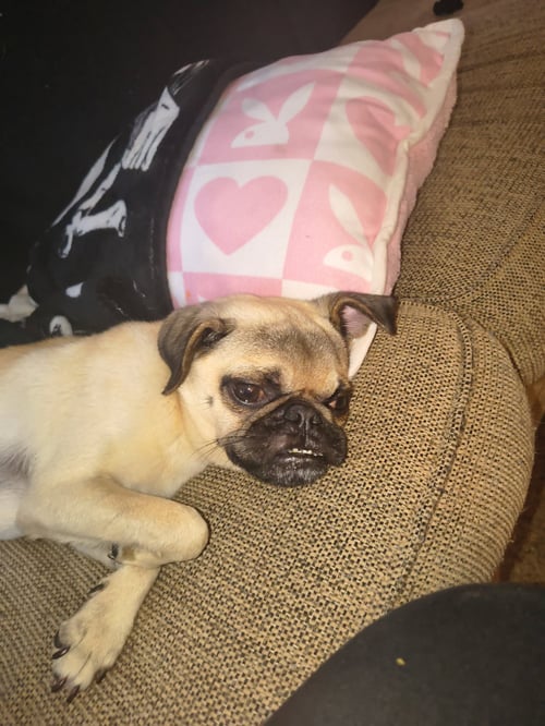 LINUS - Pug for adoption in Indianapolis