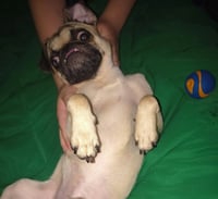 Linus - Photo 7