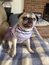 Lucy - Photo 2