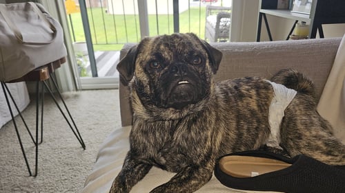 NILES - Pug for adoption in Indianapolis