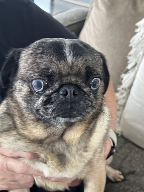 HAZEL