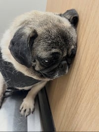Maggie May - Photo 3