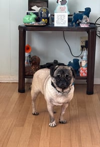 Maggie May - Photo 1