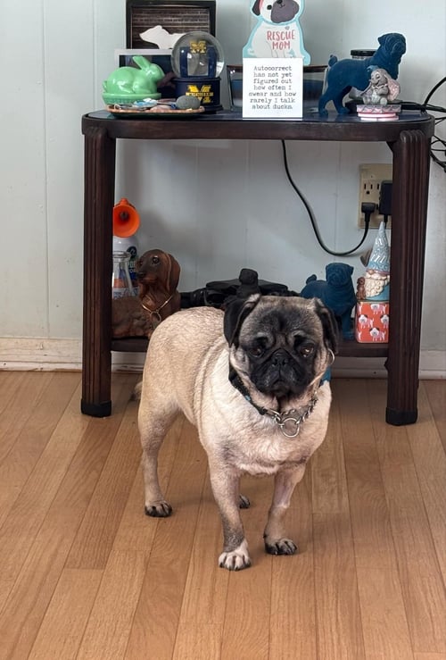 MAGGIE MAY - Pug for adoption in Carmel
