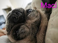 Maci - Photo 4