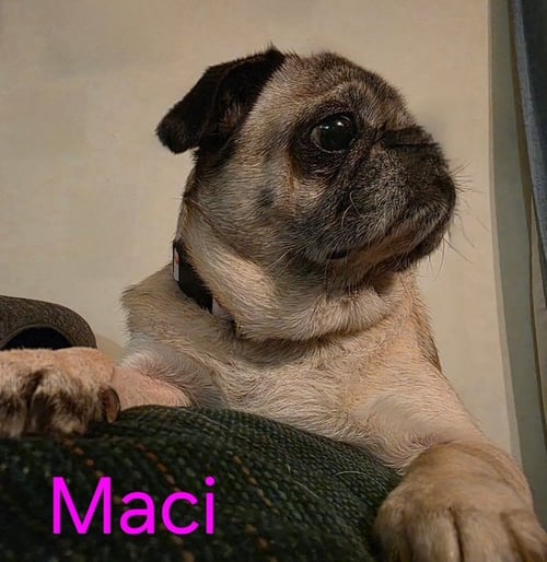 MACI - Pug available for adoption